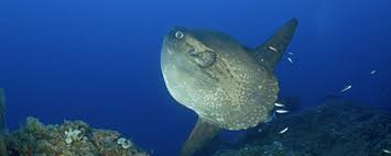 Image result for Mola mola