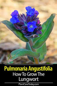 Attēlu rezultāti vaicājumam “Pulmonaria angustifolia flower”