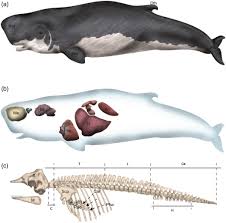 Image result for Kogia breviceps