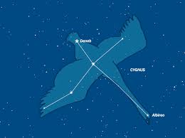 Attēlu rezultāti vaicājumam “Cygnus”