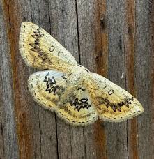 Attēlu rezultāti vaicājumam “Cyclophora annularia”