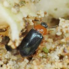 Attēlu rezultāti vaicājumam “Tetratoma fungorum”