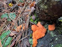 Attēlu rezultāti vaicājumam “Tubifera montana”