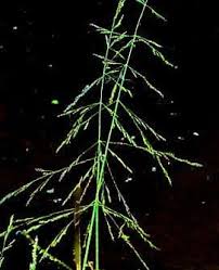 Attēlu rezultāti vaicājumam “Puccinellia distans”