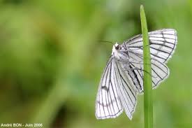 Attēlu rezultāti vaicājumam “Siona lineata”