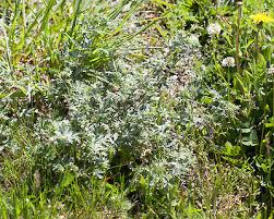 Attēlu rezultāti vaicājumam “Potentilla argentea bud”