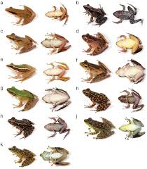 Attēlu rezultāti vaicājumam “Ranidae”