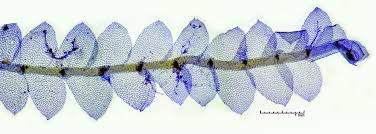 Attēlu rezultāti vaicājumam “Calypogeia”