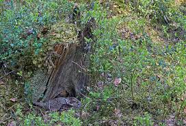 Attēlu rezultāti vaicājumam “Tetrastes bonasia eggs”
