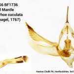 Attēlu rezultāti vaicājumam “Catarhoe cuculata”