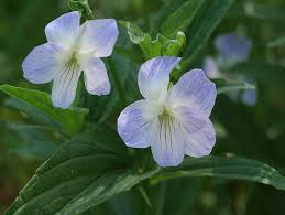 Attēlu rezultāti vaicājumam “Viola canina”