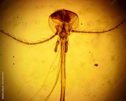 Attēlu rezultāti vaicājumam “Culex pipiens female”