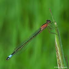 Attēlu rezultāti vaicājumam “Ischnura elegans”