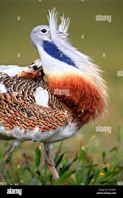 Image result for Otis tarda