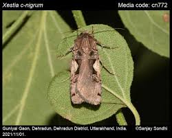 Attēlu rezultāti vaicājumam “Xestia c-nigrum”