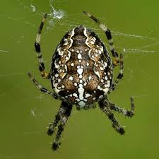 Attēlu rezultāti vaicājumam “Araneus diadematus female”