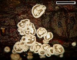 Attēlu rezultāti vaicājumam “Lachnella alboviolascens”