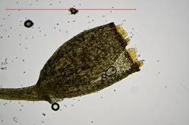 Attēlu rezultāti vaicājumam “Seligeria donniana sporophyte”