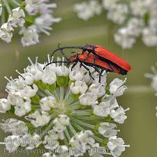 Attēlu rezultāti vaicājumam “Lygistopterus sanguineus”