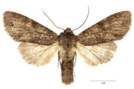 Attēlu rezultāti vaicājumam “Polia nebulosa”