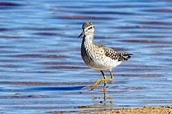 Attēlu rezultāti vaicājumam “Tringa glareola”
