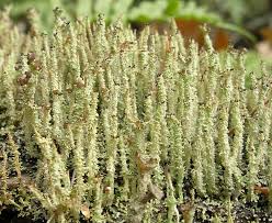Attēlu rezultāti vaicājumam “Cladonia squamosa”