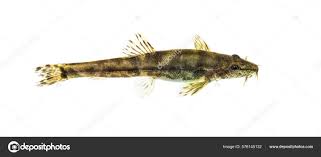 Attēlu rezultāti vaicājumam “Barbatula barbatula”