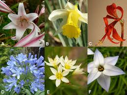Attēlu rezultāti vaicājumam “Amarillidaceae”