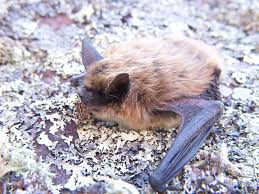 Attēlu rezultāti vaicājumam “Myotis brandtii”