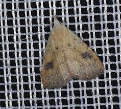 Attēlu rezultāti vaicājumam “Rivula sericealis”