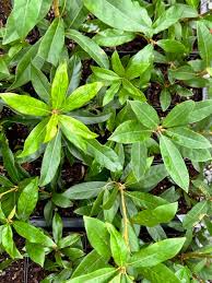 Attēlu rezultāti vaicājumam “Ophiotheca chrysosperma sessile”