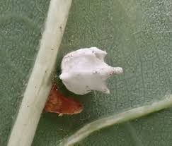 Attēlu rezultāti vaicājumam “Paidiscura pallens eggs”