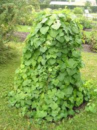 Attēlu rezultāti vaicājumam “Menispermum dauricum”