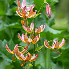 Image result for Lilium martagon `Manitoba Fox`