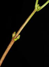 Attēlu rezultāti vaicājumam “Viburnum opulus bud”