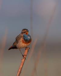 Attēlu rezultāti vaicājumam “Luscinia svecica”