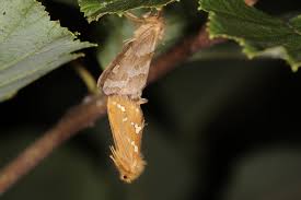 Attēlu rezultāti vaicājumam “Phymatopus hecta”