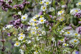 Attēlu rezultāti vaicājumam “Erigeron annuus flower”