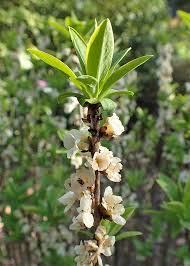 Attēlu rezultāti vaicājumam “Daphne mezereum flower”
