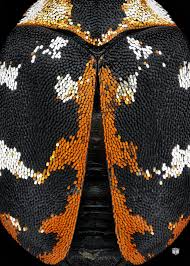 Attēlu rezultāti vaicājumam “Anthrenus scrophulariae”