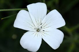 Image result for Agrostemma githago