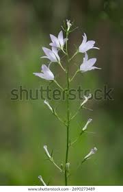 Attēlu rezultāti vaicājumam “Campanula patula fruit”