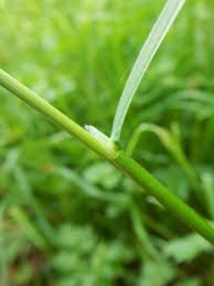 Attēlu rezultāti vaicājumam “Poa humilis”