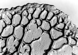 Attēlu rezultāti vaicājumam “Diderma chondrioderma macro”