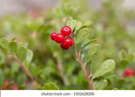 Attēlu rezultāti vaicājumam “Arctostaphylos uva-ursi fruit”