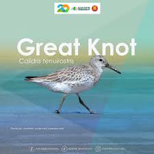 Image result for Calidris tenuirostris