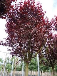 Attēlu rezultāti vaicājumam “Prunus cerasifera var. divaricata”