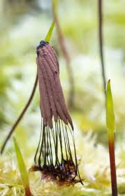 Attēlu rezultāti vaicājumam “Symphytocarpus impexus”