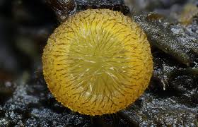 Attēlu rezultāti vaicājumam “Cheilymenia stercorea”