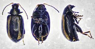 Attēlu rezultāti vaicājumam “Phyllotreta sp.”